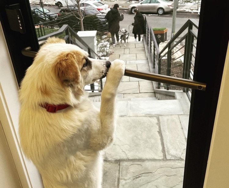  Letting go is hard: Walnut watching her foster sister, Maple, find her forever home! 