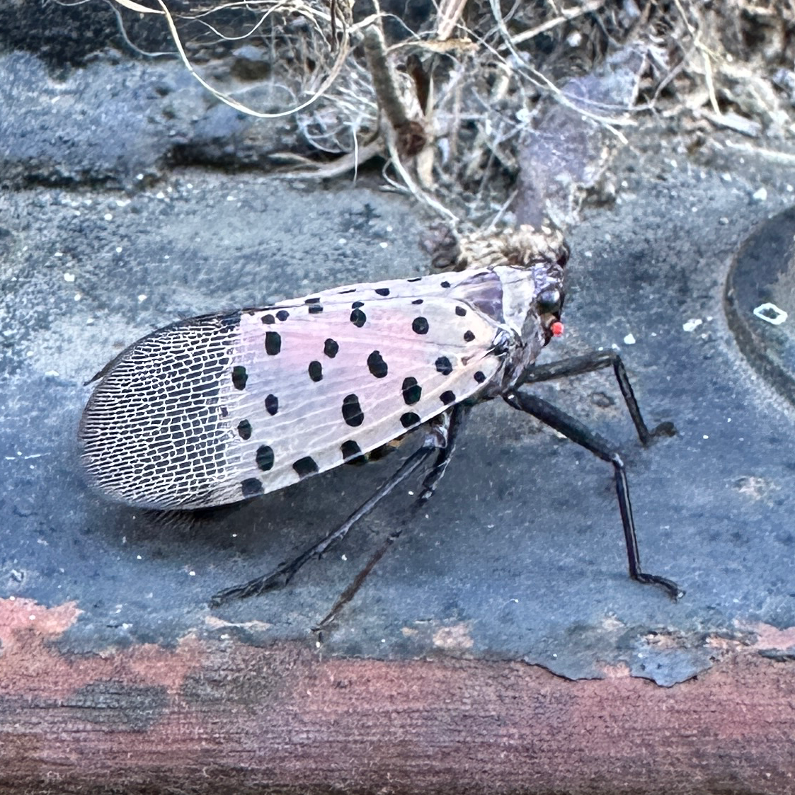 Don’t Kill Spotted Lanternflies