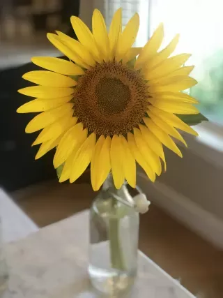 Gratitude: Finding Sweetness in the Bitterness